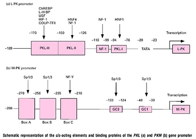 L型およびM型ピルビン酸キナーゼ遺伝子の発現制御領域と転写因子