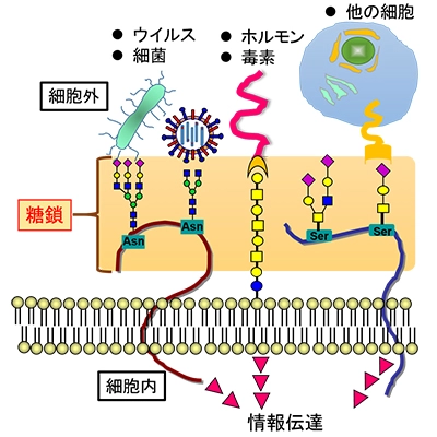 図2. 糖鎖の役割