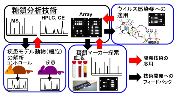 図3. 糖鎖分析技術による分野横断的薬学研究