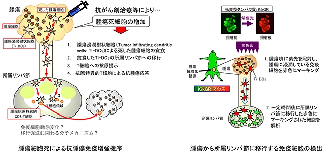 腫瘍細胞死による抗腫瘍免疫増強に関わる免疫細胞動態変化とその分子機構の解明