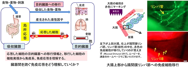 細胞イメージングによる、口腔免疫機構の解明