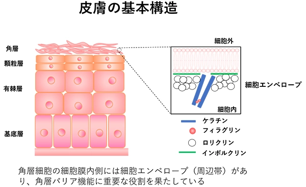 皮膚バリア機能におけるロリクリンの役割の解明