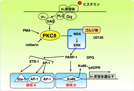 図2　H1R遺伝子発現シグナル