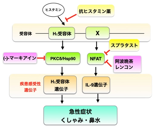 図3　花粉症発症に関与する主要細胞内シグナルと天然物由来シグナル抑制化合物