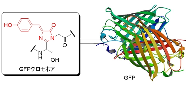 図1 GFPとGFPクロモホアの構造