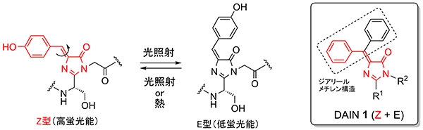 図2　GFPクロモホアの光異性化とDAINの構造