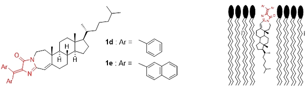 図4　DAIN 1d, 1eの構造と予想される脂質中での配向