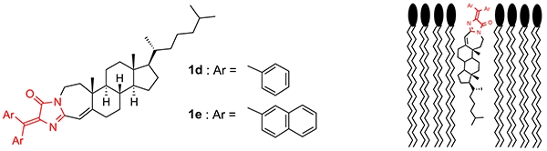 図4　DAIN 1d, 1eの構造と予想される脂質中での配向