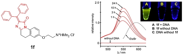 図5　DAIN 1fの構造と二重鎖DNA存在下での蛍光　EtzBr（臭化エチジウム）は既存の二重鎖DNA検出試薬
