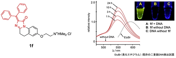 図5　DAIN 1fの構造と二重鎖DNA存在下での蛍光　EtzBr（臭化エチジウム）は既存の二重鎖DNA検出試薬