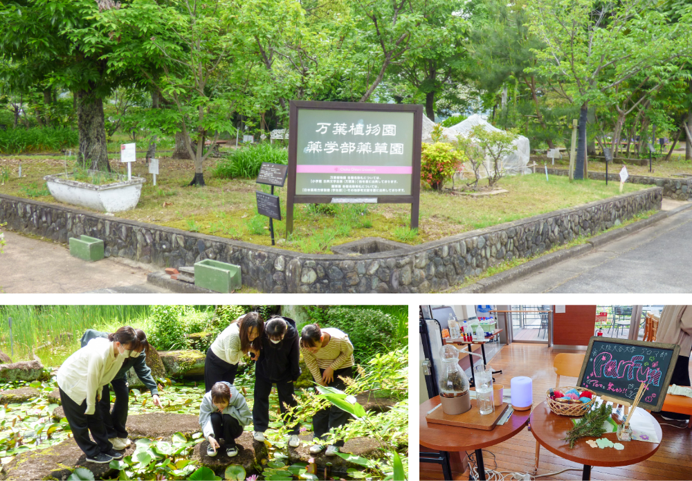 万葉植物園・薬学部薬草園